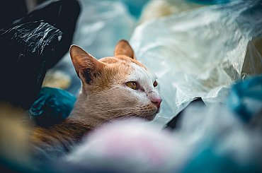 Plastová brčka 2.0. Evropa chystá další velká omezení jednorázových plastů